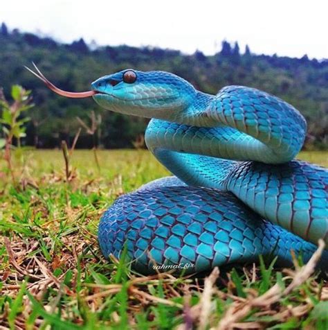 reptiles at sunset|is snakes at sunset reliable.